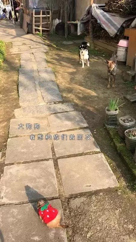 土拨鼠在乡下过着悠闲的田园生活 还和村头小土狗成了好朋友!