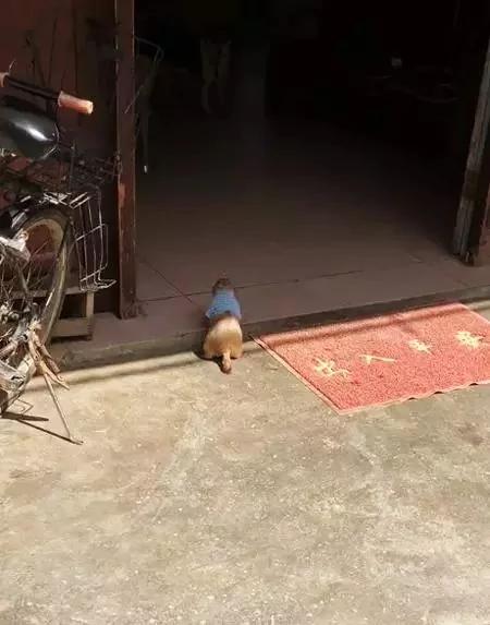 土拨鼠在乡下过着悠闲的田园生活 还和村头小土狗成了好朋友!