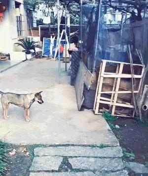 土拨鼠在乡下过着悠闲的田园生活 还和村头小土狗成了好朋友!