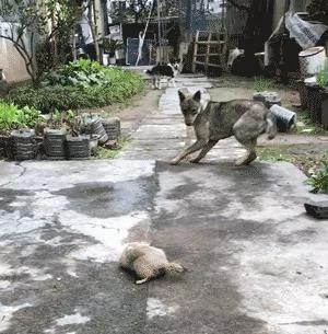 土拨鼠在乡下过着悠闲的田园生活 还和村头小土狗成了好朋友!