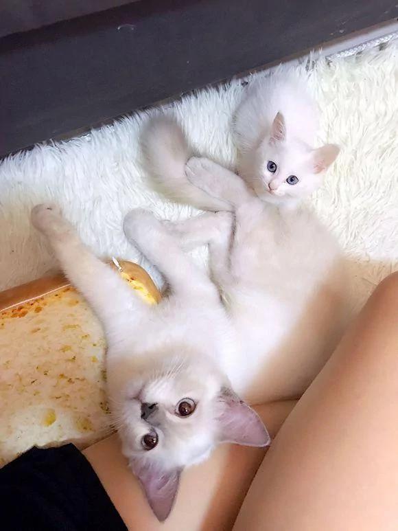 捡回家一只流浪猫 和原住民相处一周 噩梦就开始了!