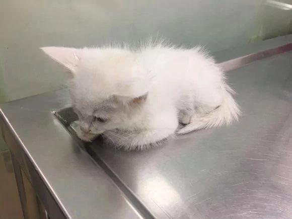 捡回家一只流浪猫 和原住民相处一周 噩梦就开始了!