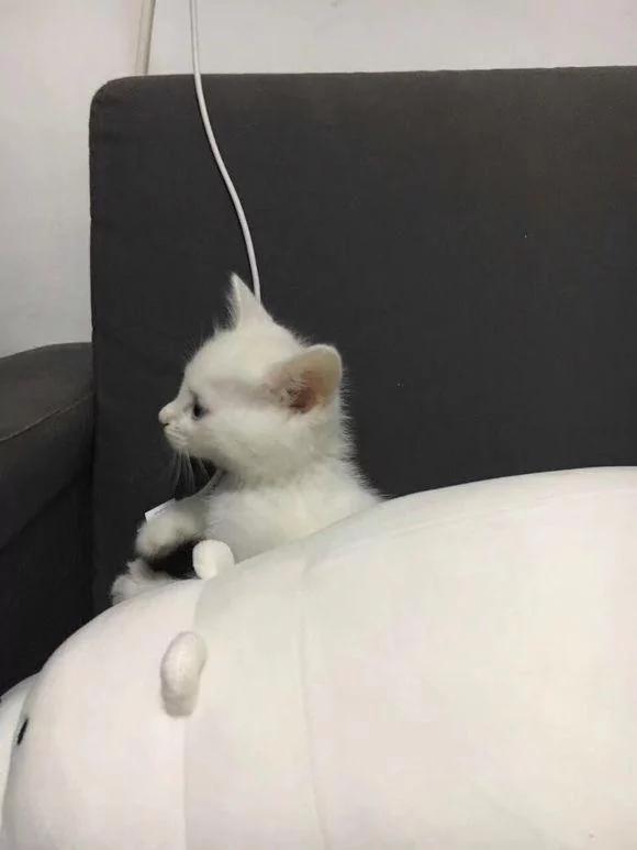 捡回家一只流浪猫 和原住民相处一周 噩梦就开始了!