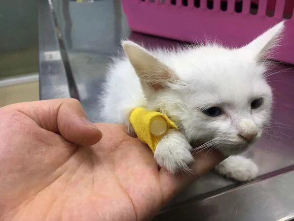 捡回家一只流浪猫 和原住民相处一周 噩梦就开始了!