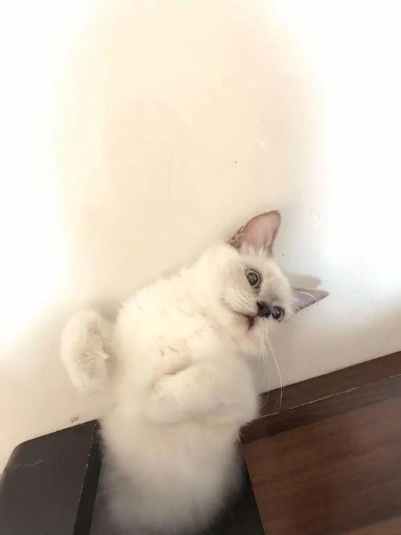 捡回家一只流浪猫 和原住民相处一周 噩梦就开始了!