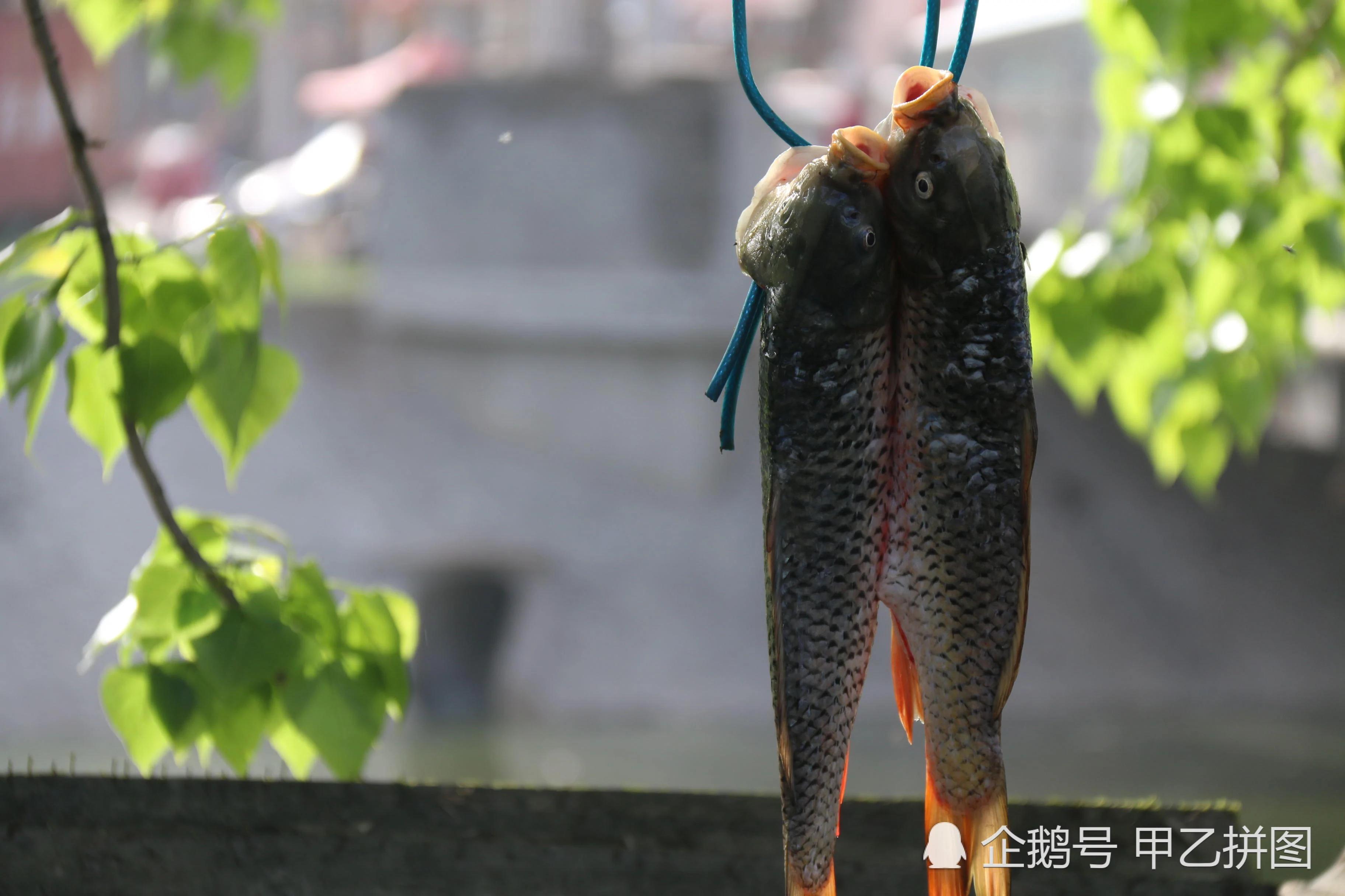 大爷把两条鱼挂树上 两条流浪狗想尽办法偷鱼