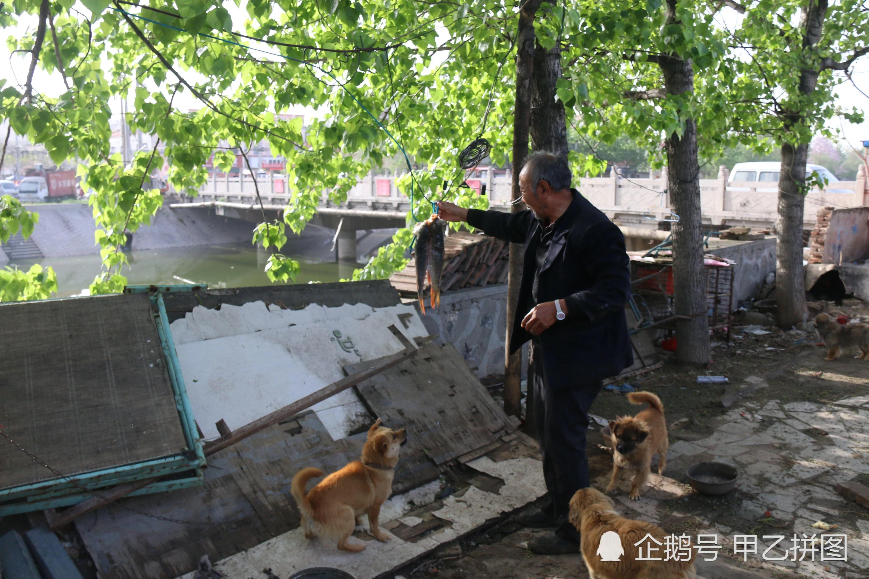 大爷把两条鱼挂树上 两条流浪狗想尽办法偷鱼