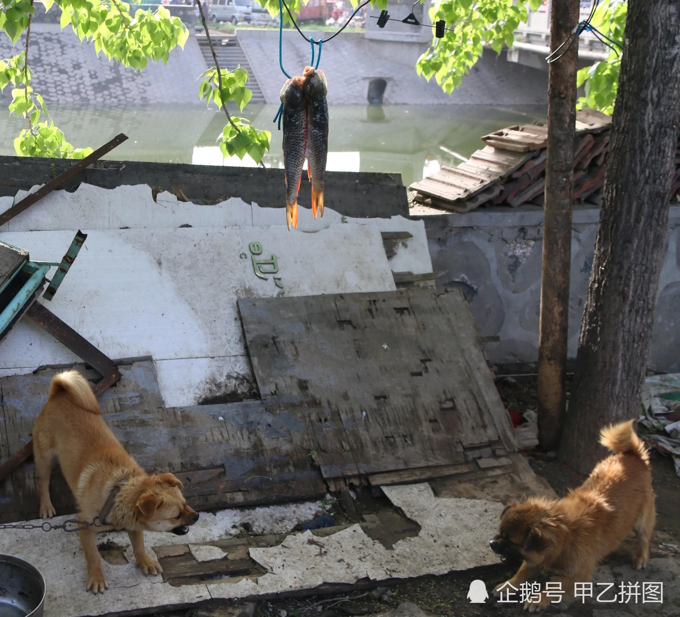 大爷把两条鱼挂树上 两条流浪狗想尽办法偷鱼