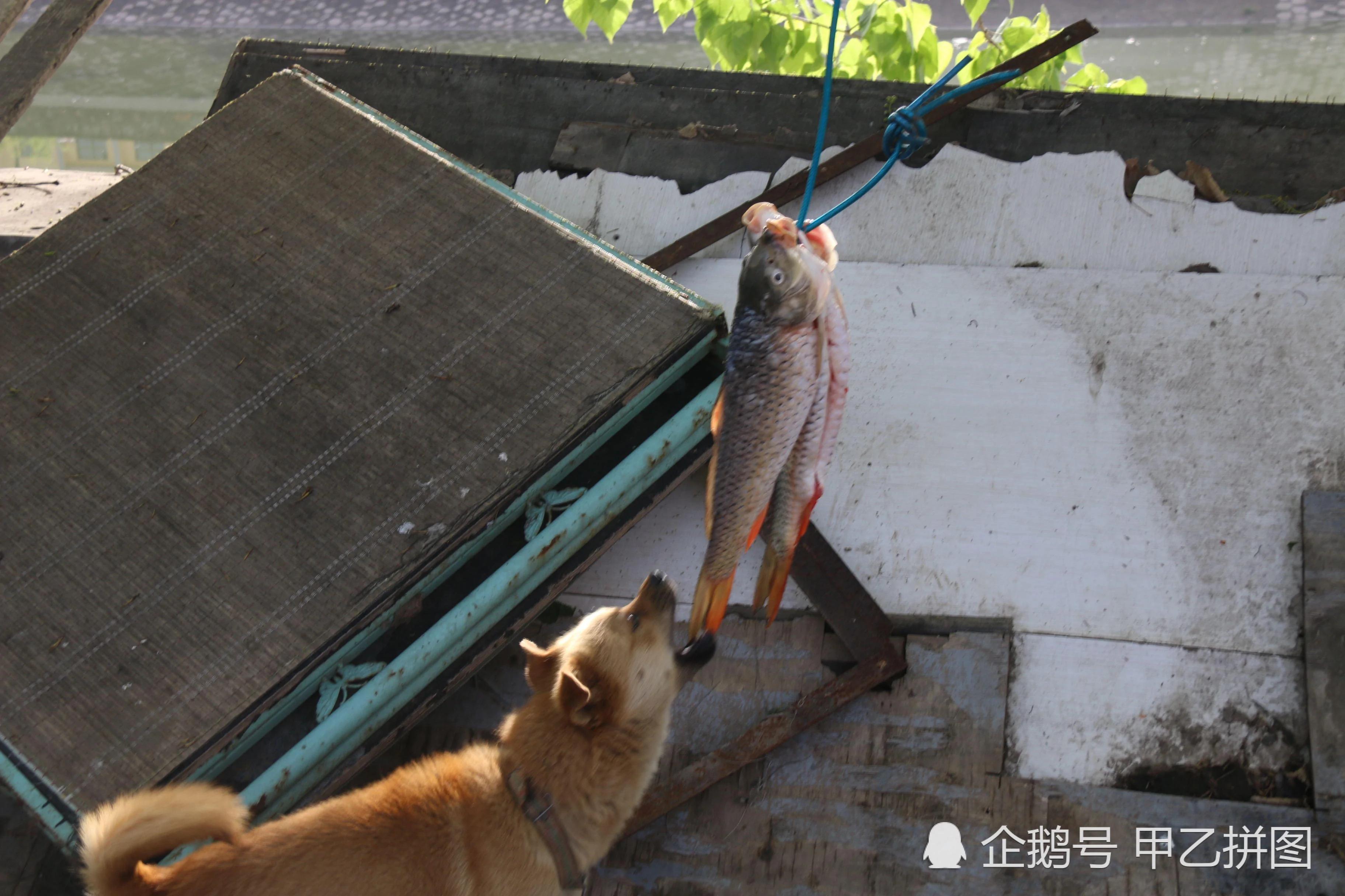 大爷把两条鱼挂树上 两条流浪狗想尽办法偷鱼