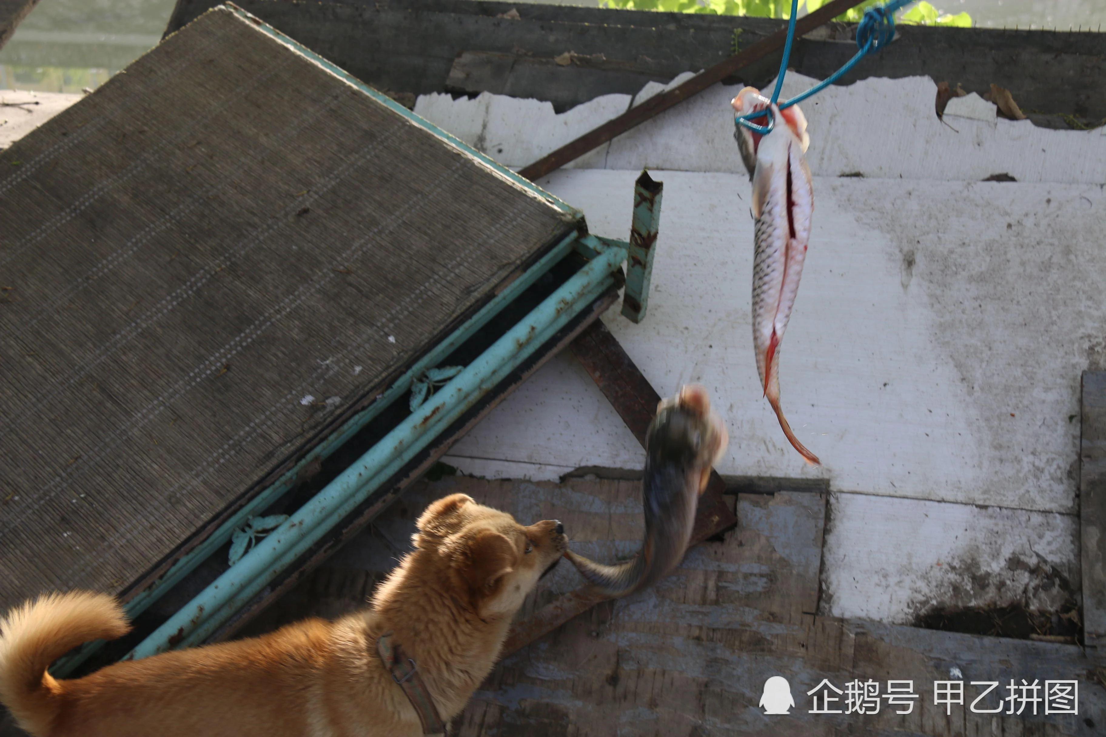 大爷把两条鱼挂树上 两条流浪狗想尽办法偷鱼