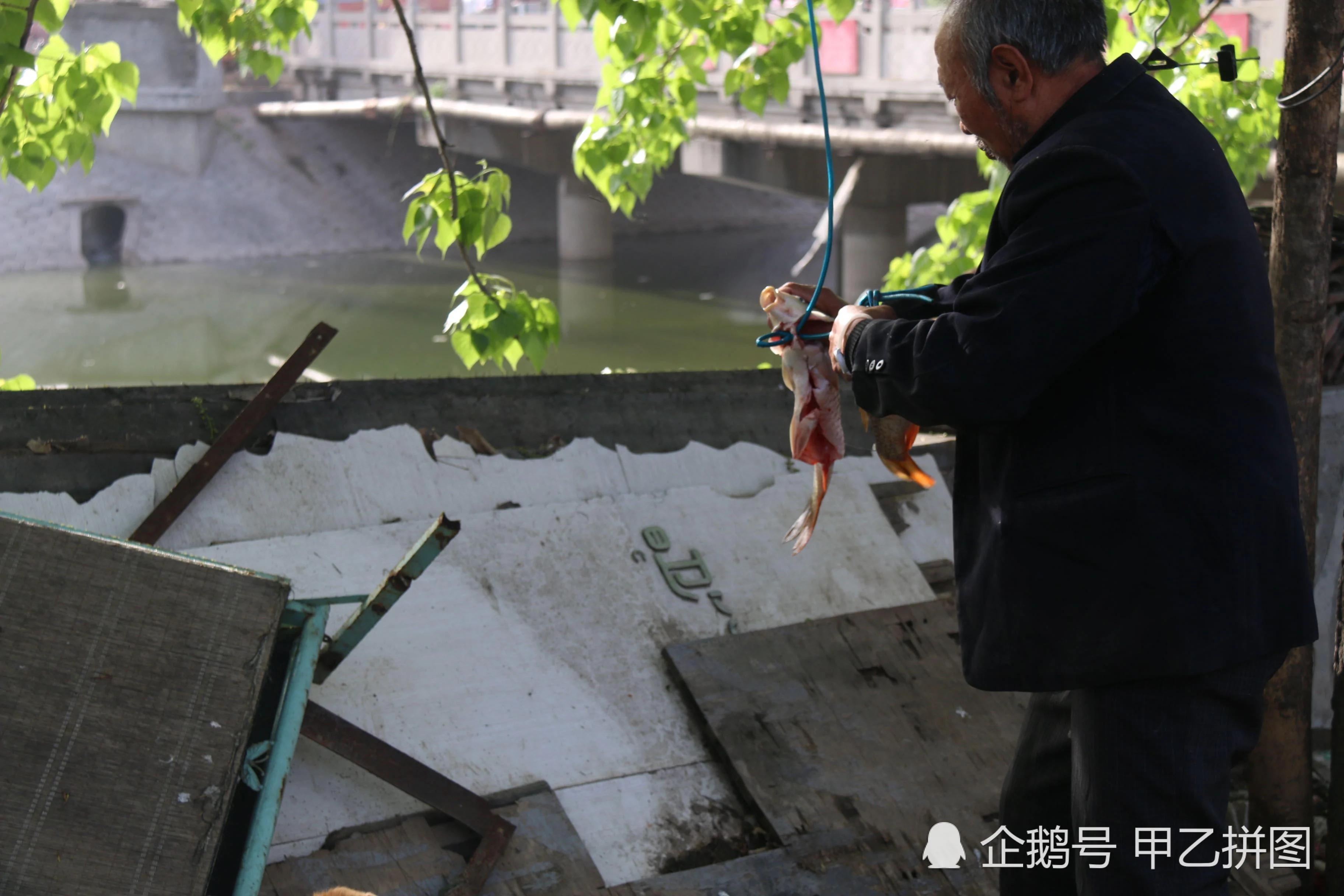 大爷把两条鱼挂树上 两条流浪狗想尽办法偷鱼