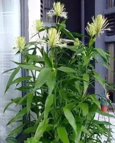家中摆上一盆植物 睡觉不再干燥 天然加湿器