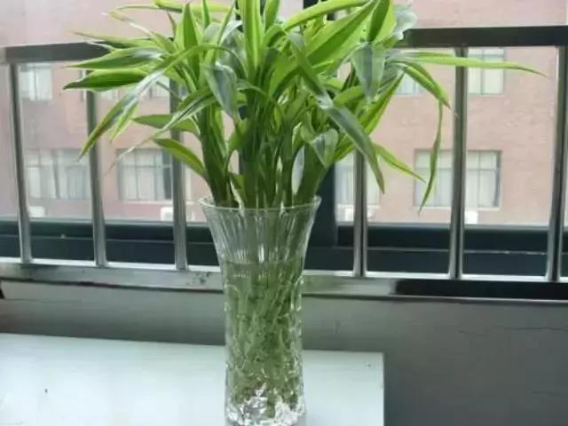 家中摆上一盆植物 睡觉不再干燥 天然加湿器