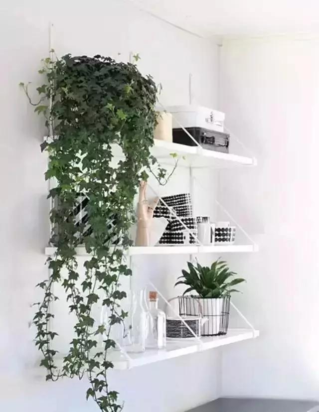 家中摆上一盆植物 睡觉不再干燥 天然加湿器