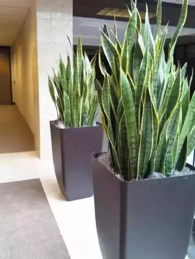 家中摆上一盆植物 睡觉不再干燥 天然加湿器