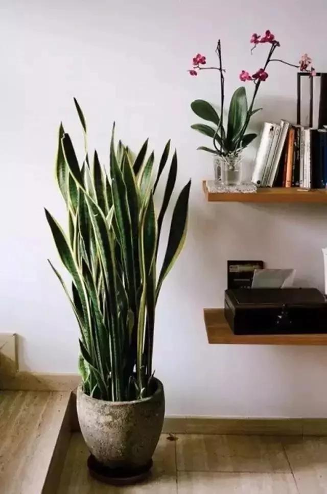 家中摆上一盆植物 睡觉不再干燥 天然加湿器