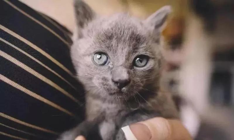 后院神秘冒出的24只小奶猫 创出一个喵星球 网友:我也想要个后院!