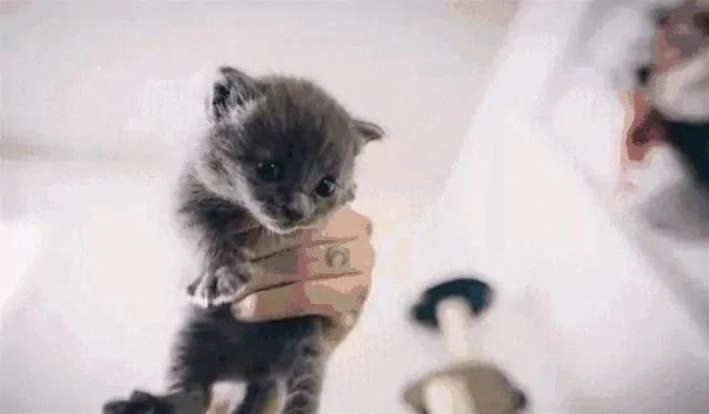 后院神秘冒出的24只小奶猫 创出一个喵星球 网友:我也想要个后院!