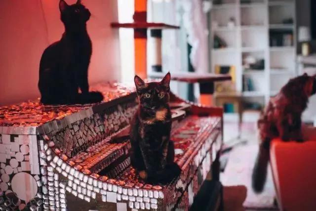 后院神秘冒出的24只小奶猫 创出一个喵星球 网友:我也想要个后院!