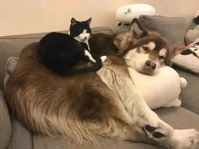 后院神秘冒出的24只小奶猫 创出一个喵星球 网友:我也想要个后院!