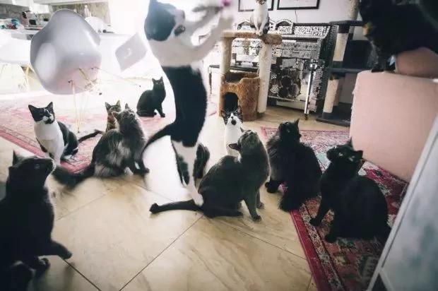 后院神秘冒出的24只小奶猫 创出一个喵星球 网友:我也想要个后院!