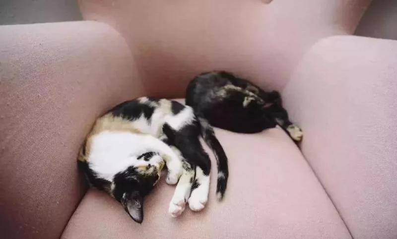 后院神秘冒出的24只小奶猫 创出一个喵星球 网友:我也想要个后院!