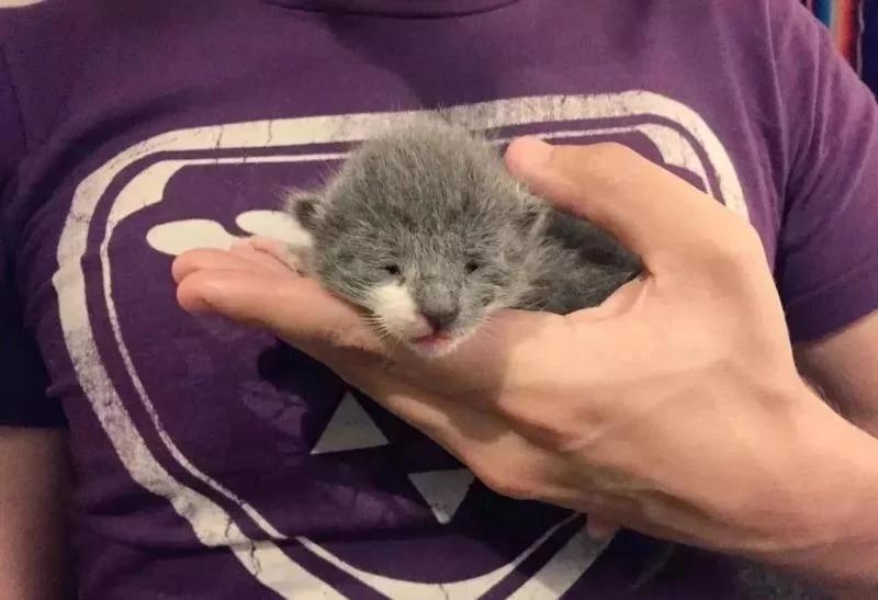 后院神秘冒出的24只小奶猫 创出一个喵星球 网友:我也想要个后院!