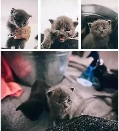 后院神秘冒出的24只小奶猫 创出一个喵星球 网友:我也想要个后院!