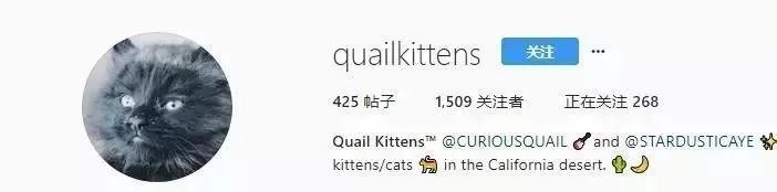 后院神秘冒出的24只小奶猫 创出一个喵星球 网友:我也想要个后院!