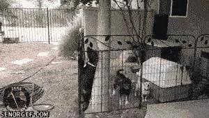 二哈行为诡异 主人跟踪发现 它竟然藏了一套三室一厅的房子!