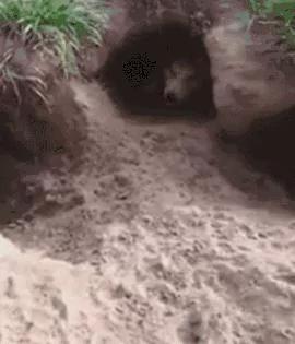 二哈行为诡异 主人跟踪发现 它竟然藏了一套三室一厅的房子!