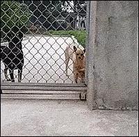 二哈行为诡异 主人跟踪发现 它竟然藏了一套三室一厅的房子!