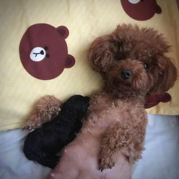 怀孕的泰迪超预产期三天没有生产 剖腹产后狗狗却给她带来大惊喜!