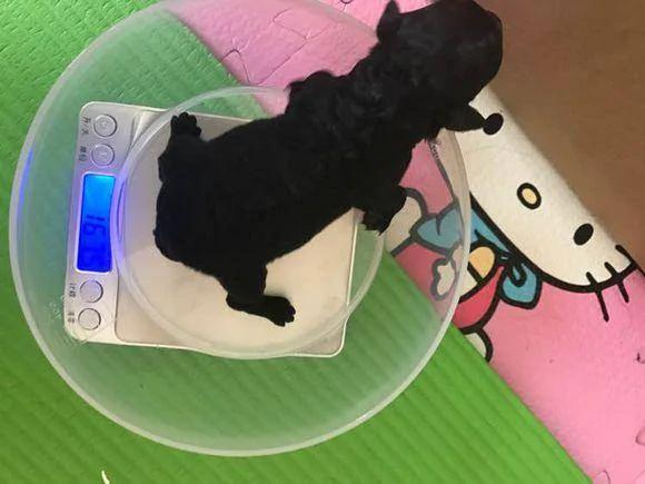 怀孕的泰迪超预产期三天没有生产 剖腹产后狗狗却给她带来大惊喜!