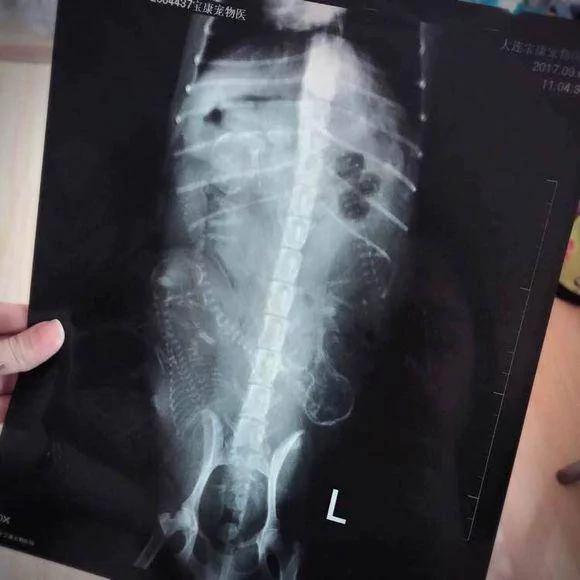 怀孕的泰迪超预产期三天没有生产 剖腹产后狗狗却给她带来大惊喜!
