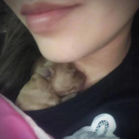 怀孕的泰迪超预产期三天没有生产 剖腹产后狗狗却给她带来大惊喜!