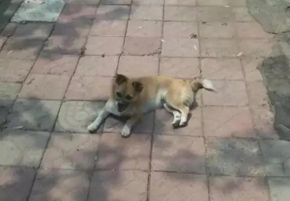 女子被流浪狗拦住不让回家 警察到场后 原因竟是…