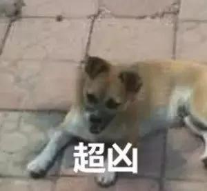 女子被流浪狗拦住不让回家 警察到场后 原因竟是…