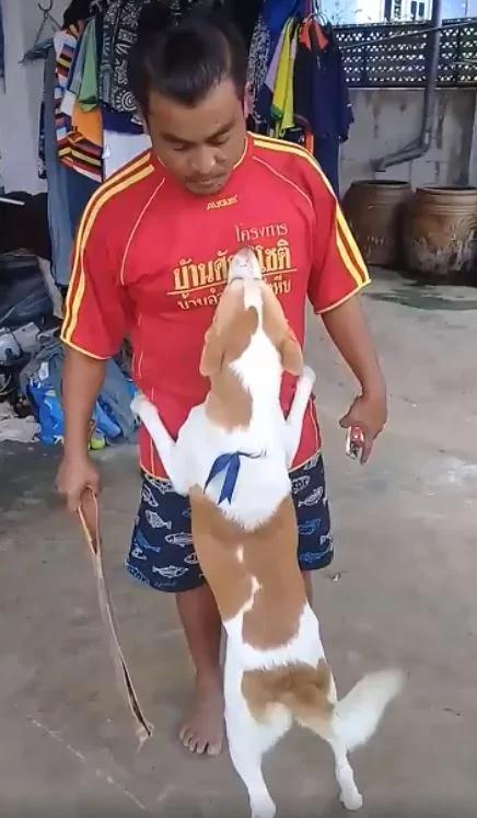 毛孩破坏力超强:大门咬碎剩一半!男主人想算帐 它一秒熊抱装可怜 原谅我嘛~!