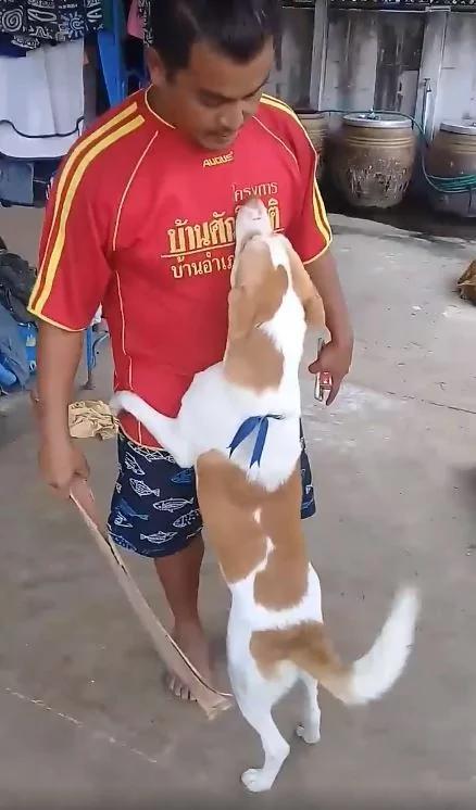 毛孩破坏力超强:大门咬碎剩一半!男主人想算帐 它一秒熊抱装可怜 原谅我嘛~!
