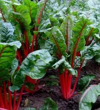 春天里这10种野菜不仅美味 还能治病!
