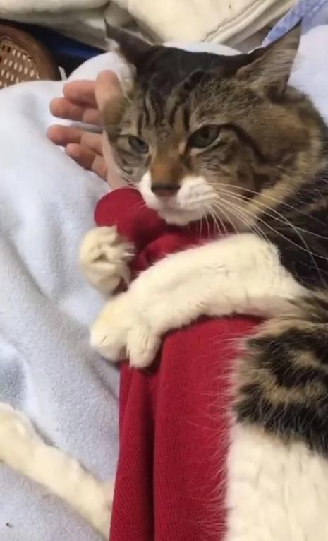 猫咪把主人的手揽牢牢!稍微一松开 超长音大哭喵呜呜~ 网友:羡慕嫉妒恨!