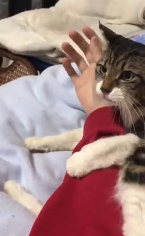 猫咪把主人的手揽牢牢!稍微一松开 超长音大哭喵呜呜~ 网友:羡慕嫉妒恨!