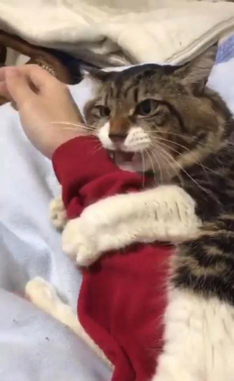 猫咪把主人的手揽牢牢!稍微一松开 超长音大哭喵呜呜~ 网友:羡慕嫉妒恨!