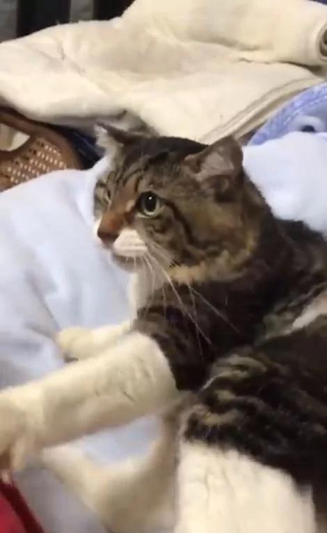 猫咪把主人的手揽牢牢!稍微一松开 超长音大哭喵呜呜~ 网友:羡慕嫉妒恨!