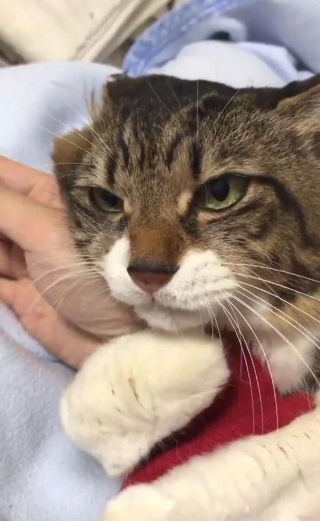 猫咪把主人的手揽牢牢!稍微一松开 超长音大哭喵呜呜~ 网友:羡慕嫉妒恨!