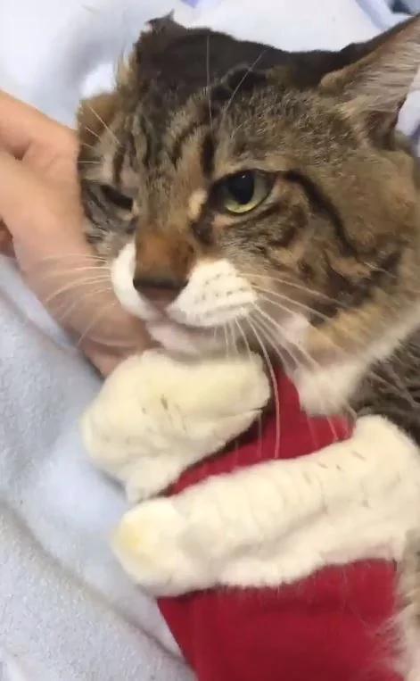 猫咪把主人的手揽牢牢!稍微一松开 超长音大哭喵呜呜~ 网友:羡慕嫉妒恨!