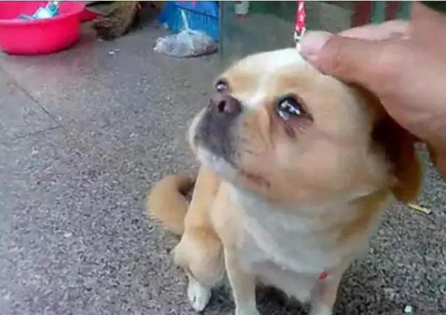 主人外出不忍狗狗跟着吃苦 狗狗眼含泪水 不肯离开!