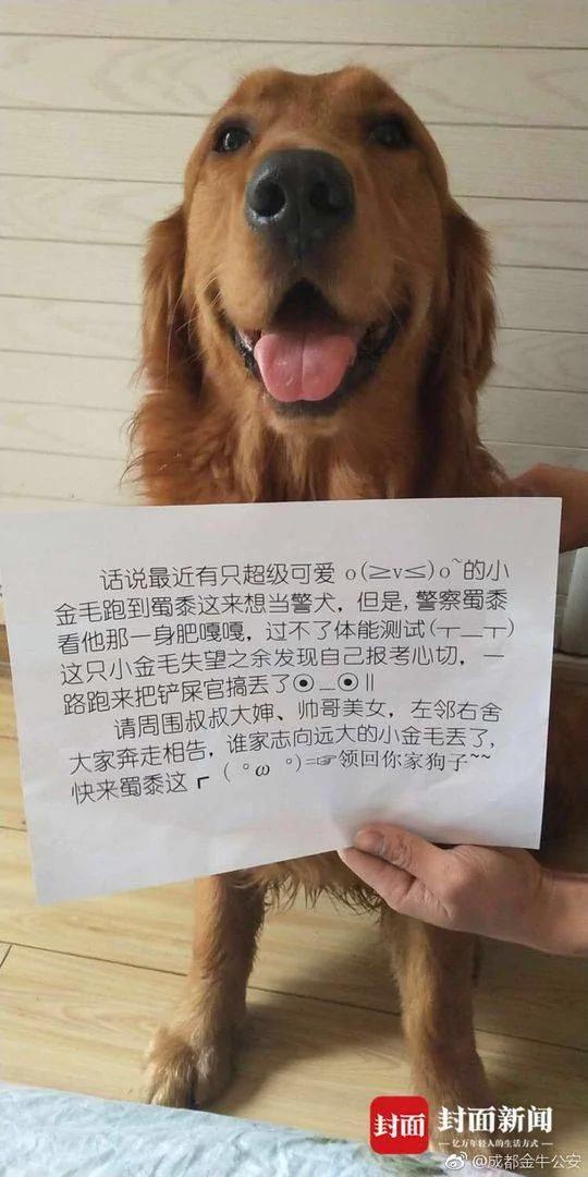 厉害!1岁金毛走失15小时 自行到公安局"报警"