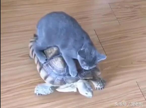 猫咪把乌龟当车子 骑乌龟背上行走 乌龟要崩溃了!